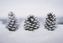 Snow Cones Business Names