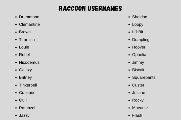 raccoon usernames